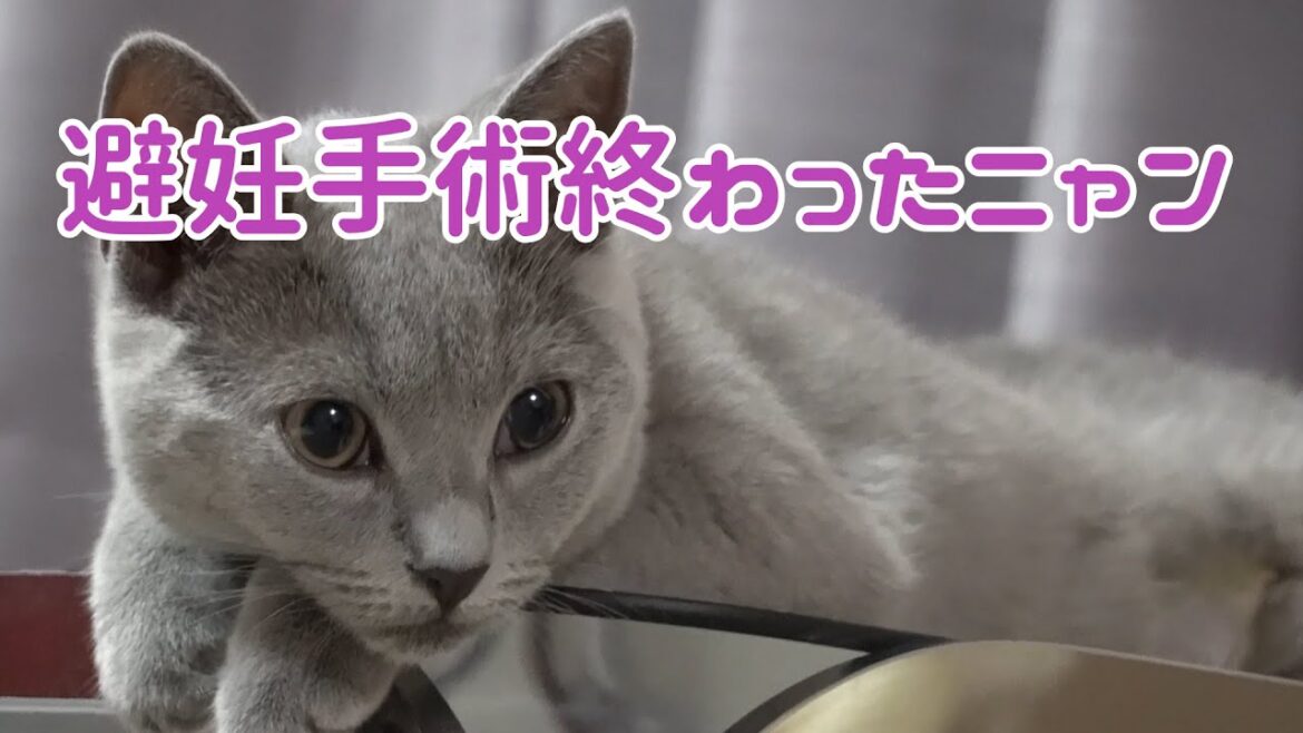 シャルトリューの子猫が避妊手術を受けた後の様子です           【シャルトリュー】