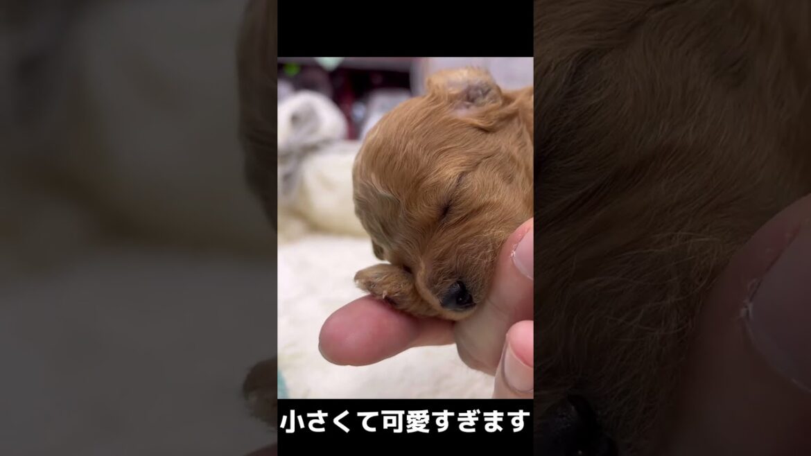 あくびが可愛い 生まれて間もないトイプードルの子犬