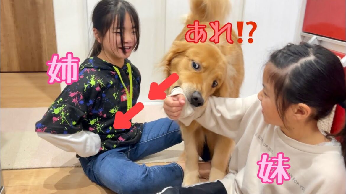 姉だと思って勢いよく噛んだ手が、普段は絶対に噛まない妹の手だった時の気まずそうな大型犬クッキー【ゴールデンレトリバーとミニチュアダックスフンド】