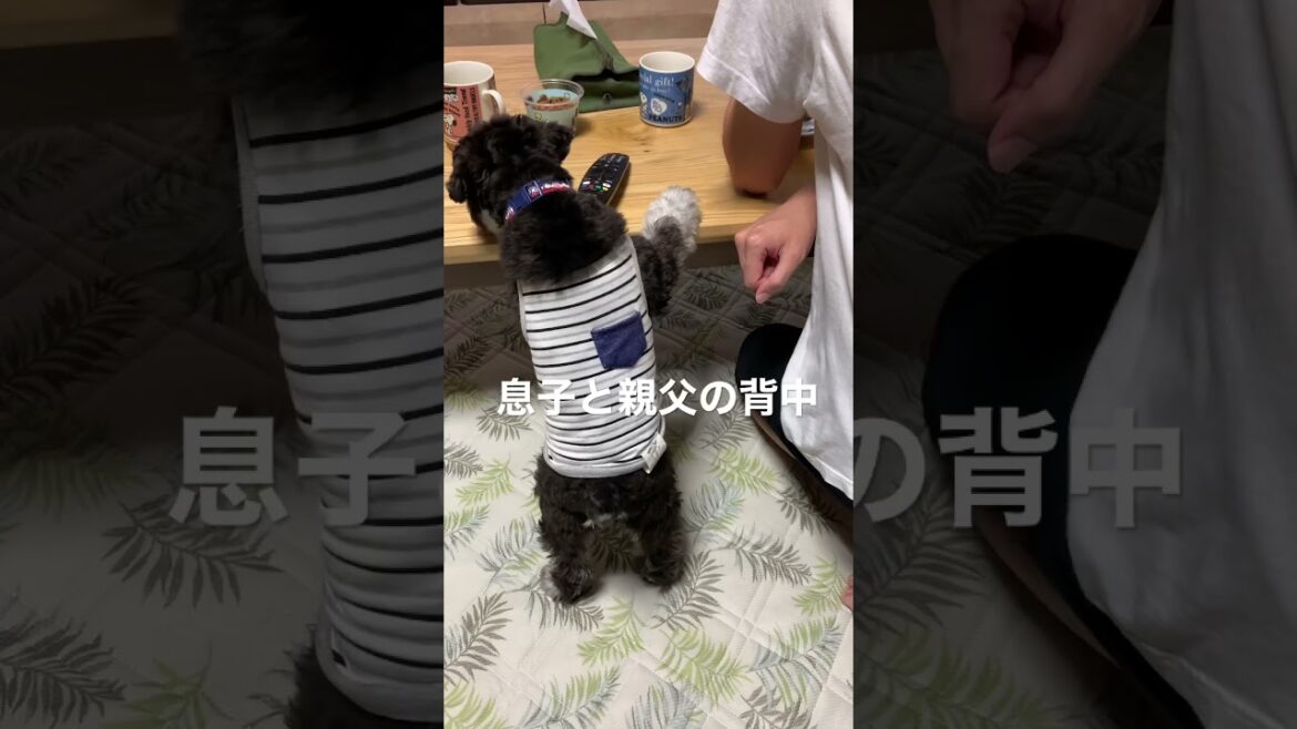 親父と肩を並べる息子シュナウザー【ミニチュアシュナウザー子犬まろちゃん】