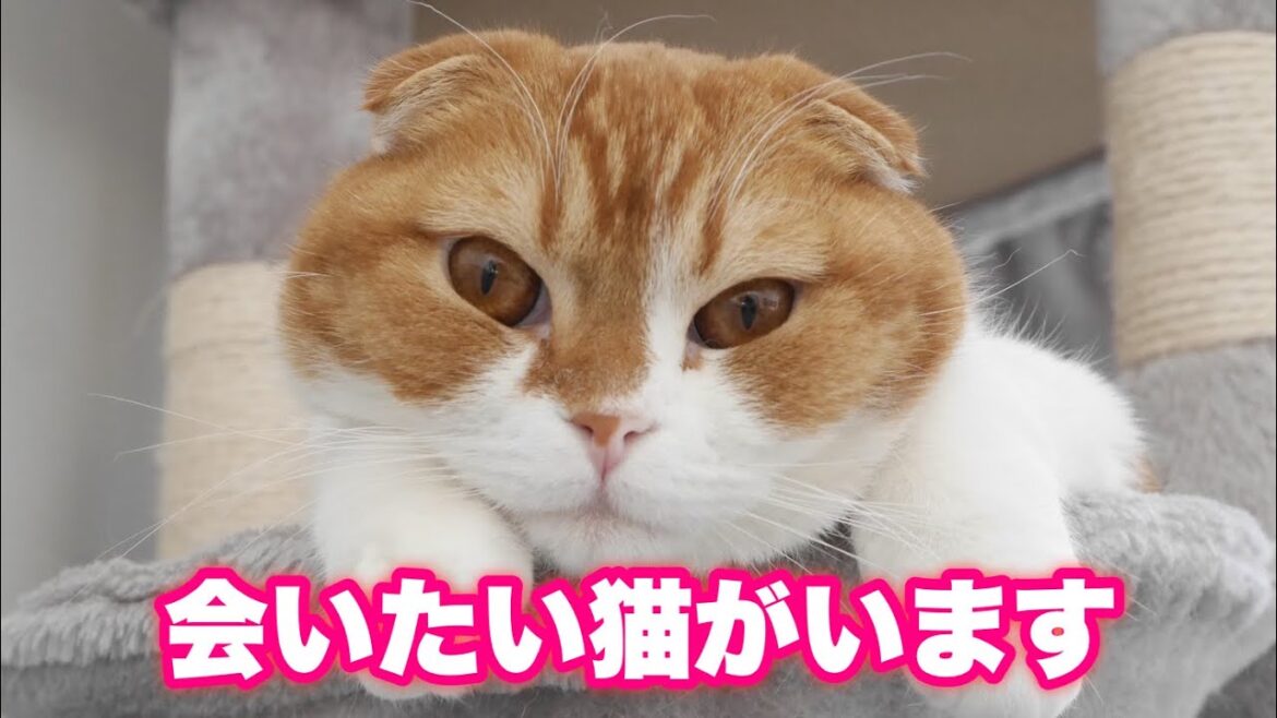 後輩子猫に会いたい先輩猫【スコティッシュフォールド/アメリカンカール】
