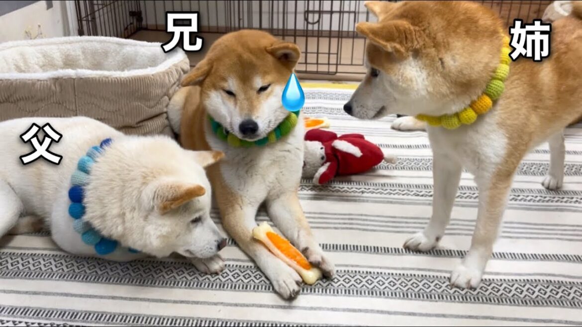 父柴犬に釣られた兄柴犬がおとぼけで可愛いw