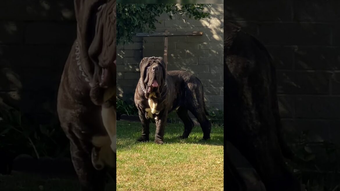 Apex Predator The Neapolitan Mastiff