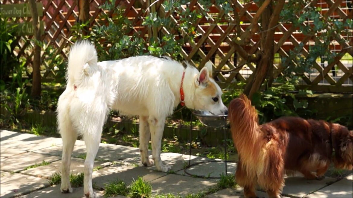 Early Summer 2017 5 20