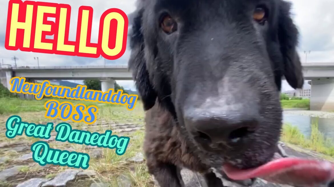 Giantdog BOSS&Queen 大型犬 超大型犬 ニューファンドランド ボス君 グレートデン クィーンちゃん お散歩 河川敷 林道 渡辺ボス dog Giantdog BOSS&Queen 大型犬 超大型犬 ニューファンドランド ボス君 グレートデン クィーンちゃん お散歩 河川敷 林道 渡辺ボス dog