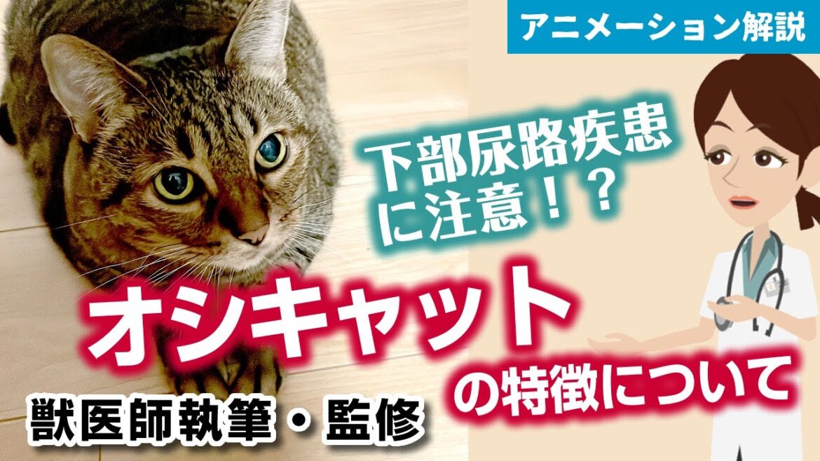 オシキャットの特徴や気を付けたい病気など【獣医師執筆監修】