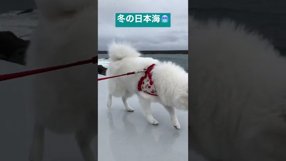 冬の日本海は滑る！【日本スピッツじゃむ散歩】