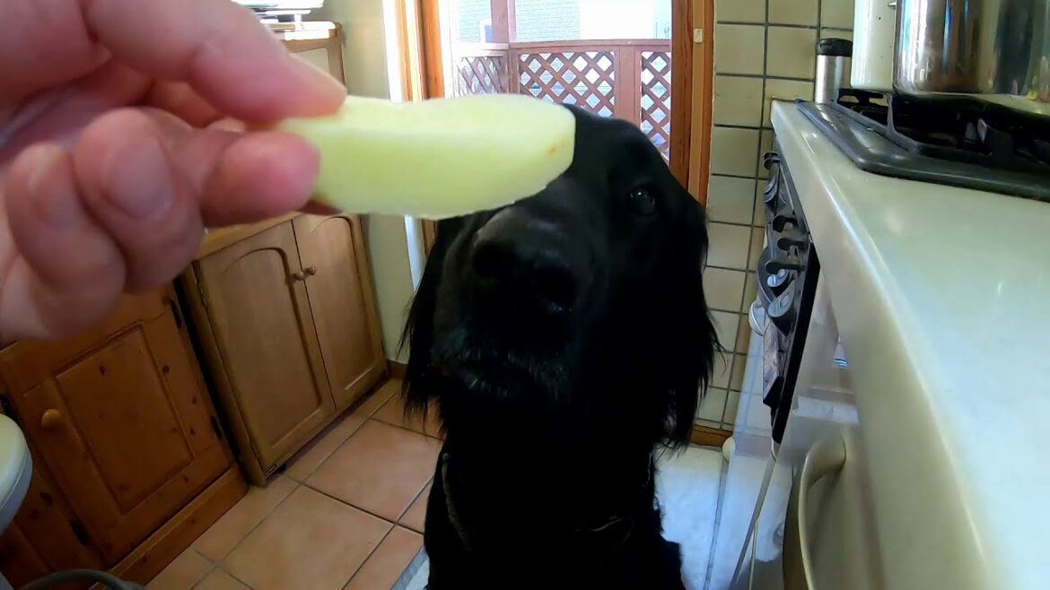 美味そうに食べるね【フラットコーテッドレトリーバー＃22】