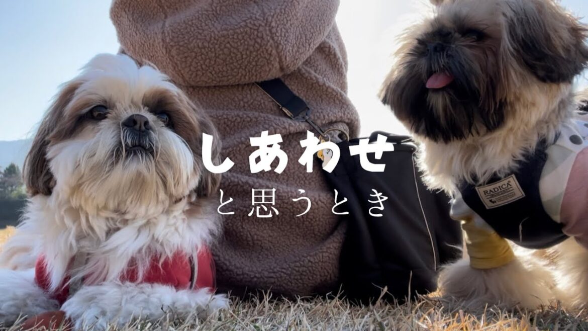 [シーズー多頭飼い]日常にあるしあわせ