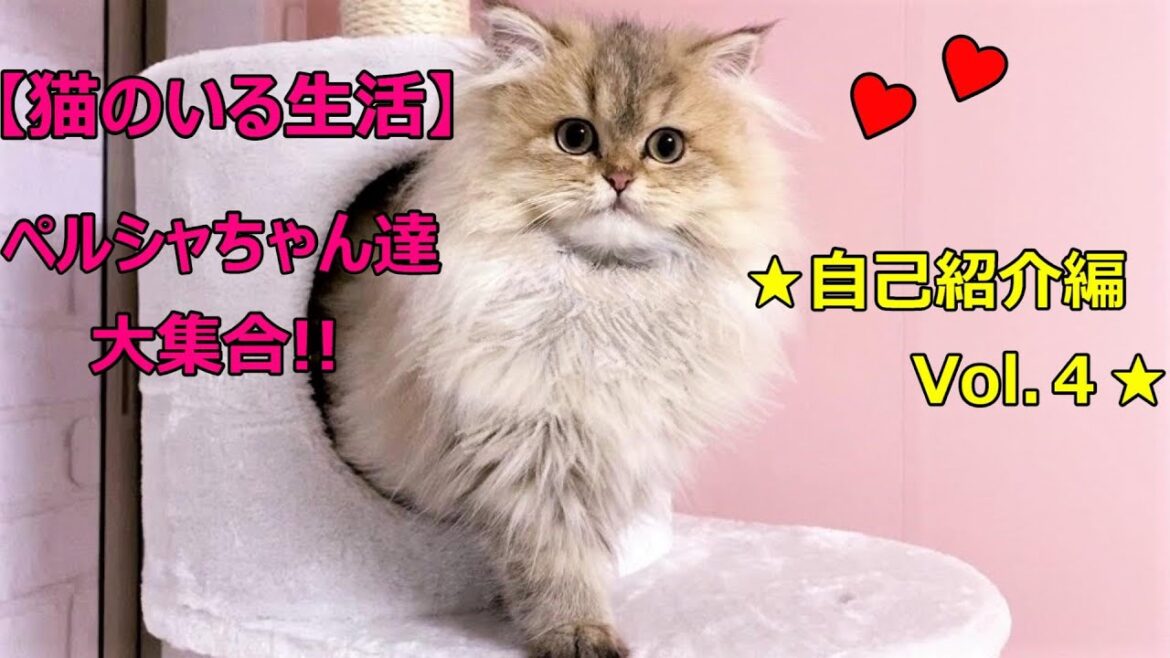 【猫のいる生活♡マンチカン短足♡ペルシャ猫♡新居で自己紹介♡】2020年10月最新ブリーダー情報！！『マンチカンとペルシャ達の日常 Vol.4 』猫動画♡猫専門ブリーダー『ペット蔵人』