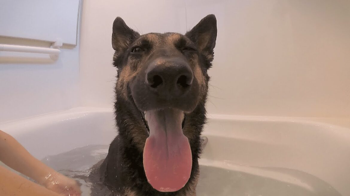 入浴剤入れたら、愛犬がとろけました【ジャーマンシェパード】