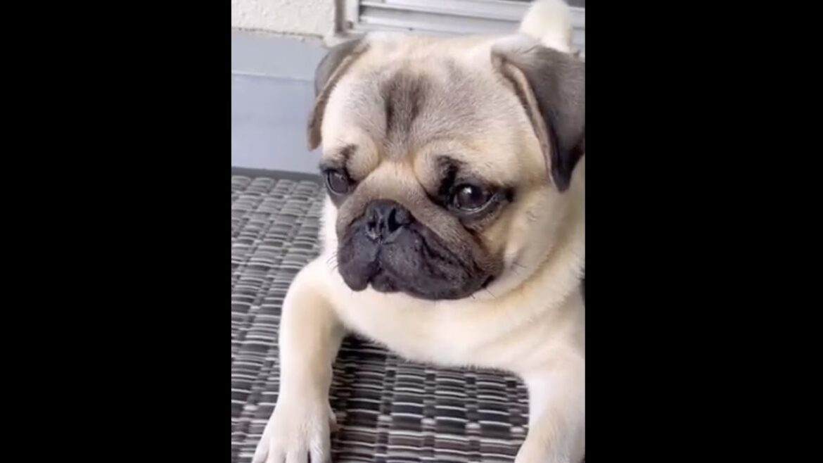 [パグ]鼻水発射🚀 スフィンクス #sphinx #snot #shorts