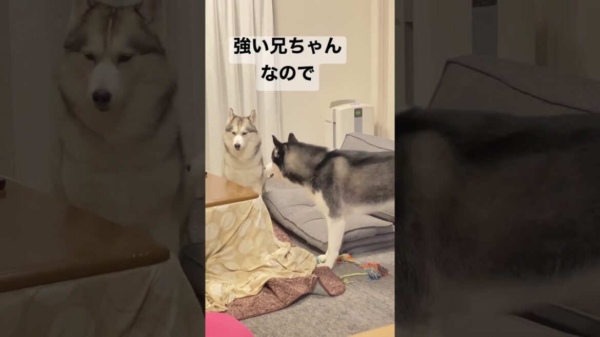 弱いハスキーほどよく吠える#shorts #シベリアンハスキー