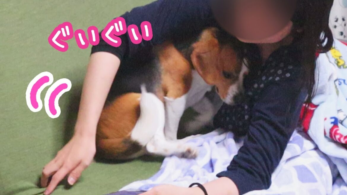 ビーグル　お姉ちゃんにくっついて寝たい　Beagle