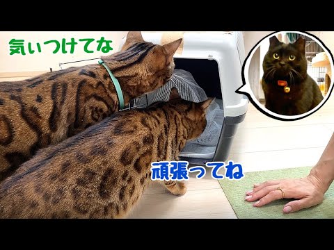 【猫の通院】巨大毛玉ができた理由が判明しました 【猫の通院】巨大毛玉ができた理由が判明しました