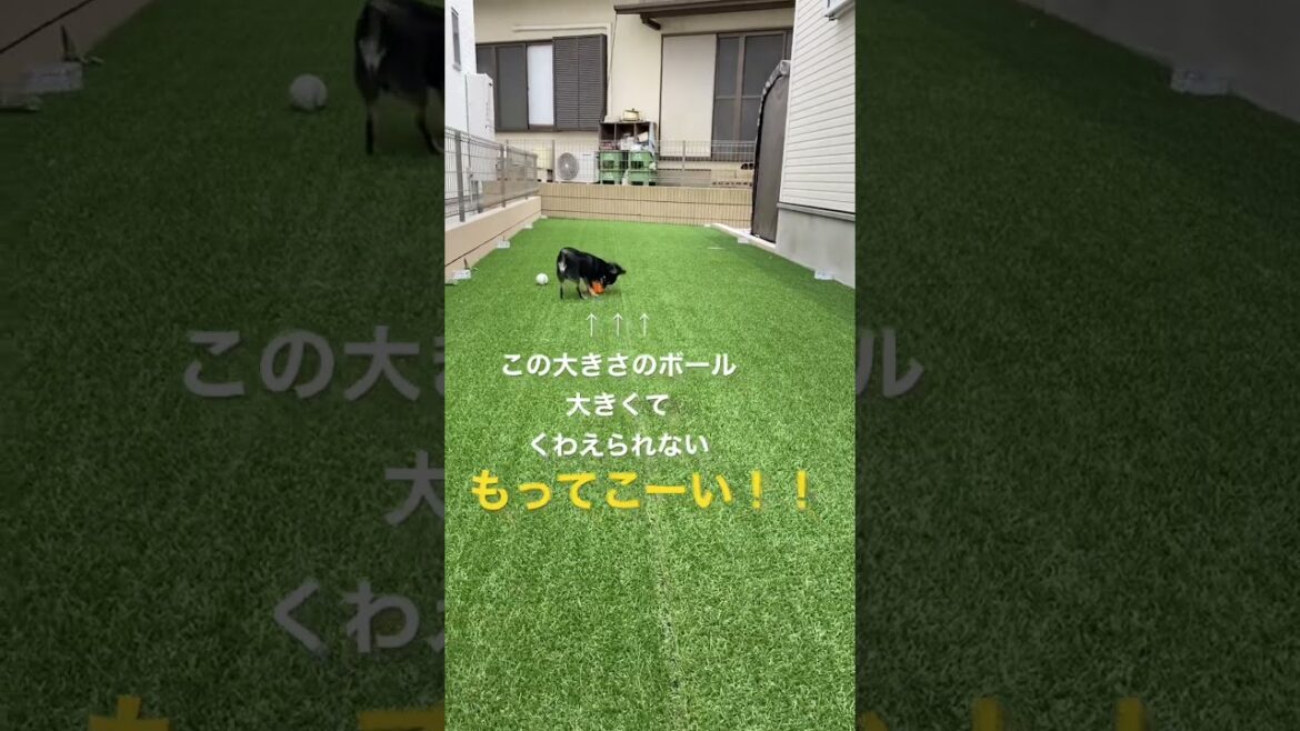 かわいい犬|ロングコートチワワのウルくん【お庭遊び/ボール拾ってきてくれない犬】