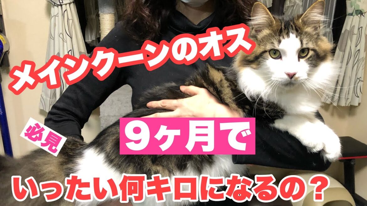 メインクーンオス♂9ヶ月はどれくらい大きくなるのか#080 How many kilograms do the 9-month Maine Coon weigh?