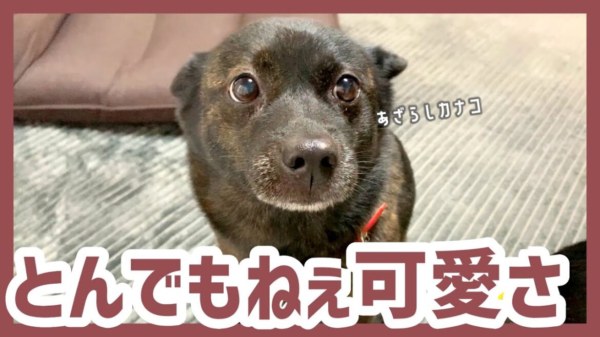 【甲斐犬】寒い朝に｢おはよう〜♡｣と挨拶してくれる甲斐犬が可愛すぎる…！けど飼い主はストーブに勝てなかった