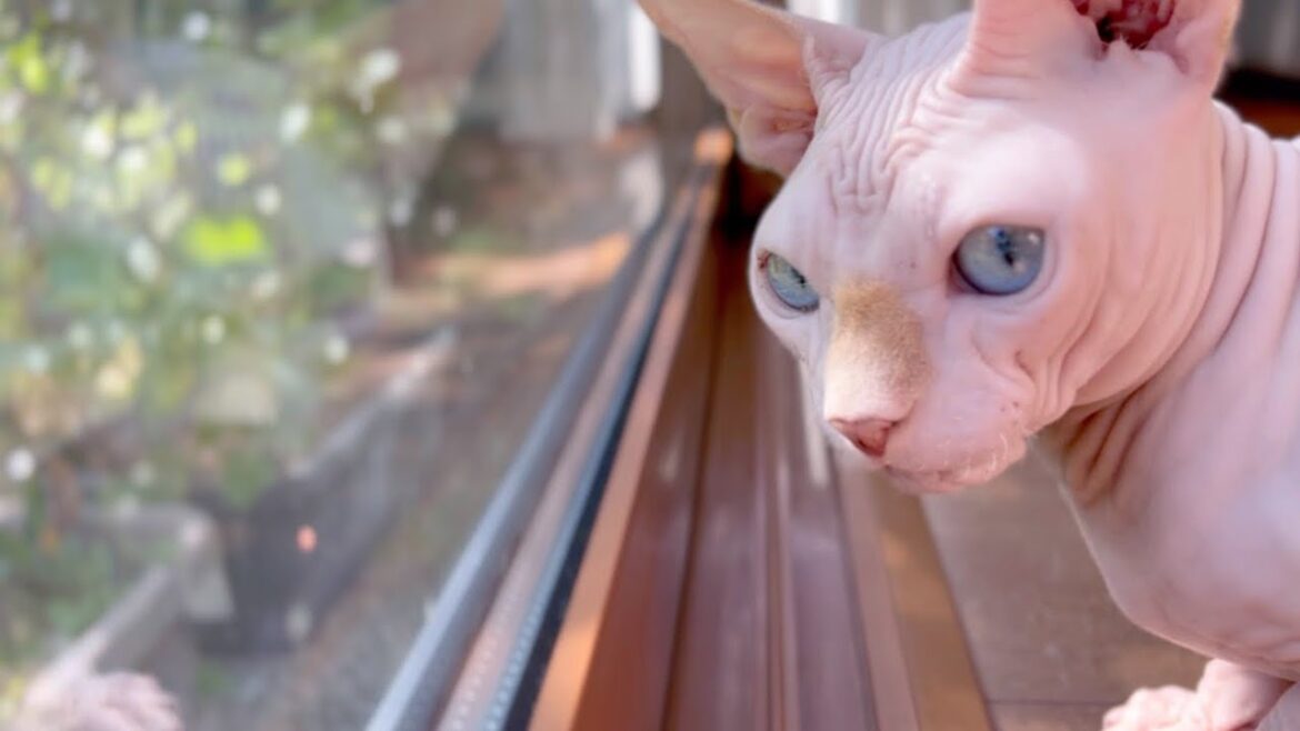 猫が「ケケケ」と鳴くことをクラッキングというそうですが聞いたことがない方はコチラからどうぞ 猫が「ケケケ」と鳴くことをクラッキングというそうですが聞いたことがない方はコチラからどうぞ