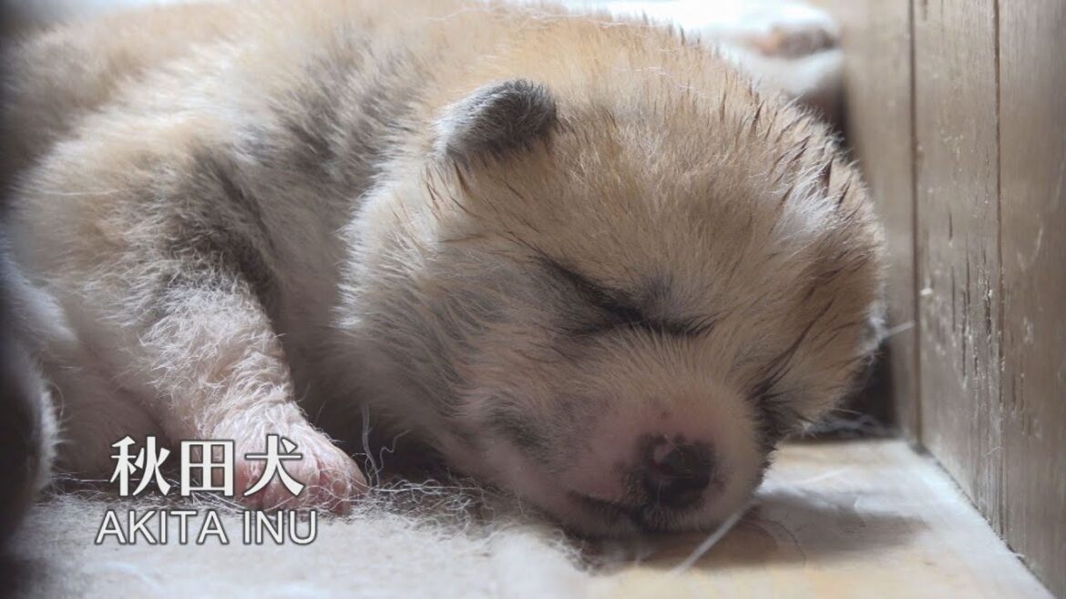 秋田犬という天使が舞いおりた　天使の寝顔に癒される