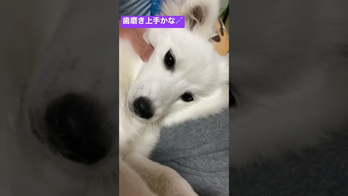 歯磨きに挑戦【日本スピッツじゃむの永久歯保全活動】