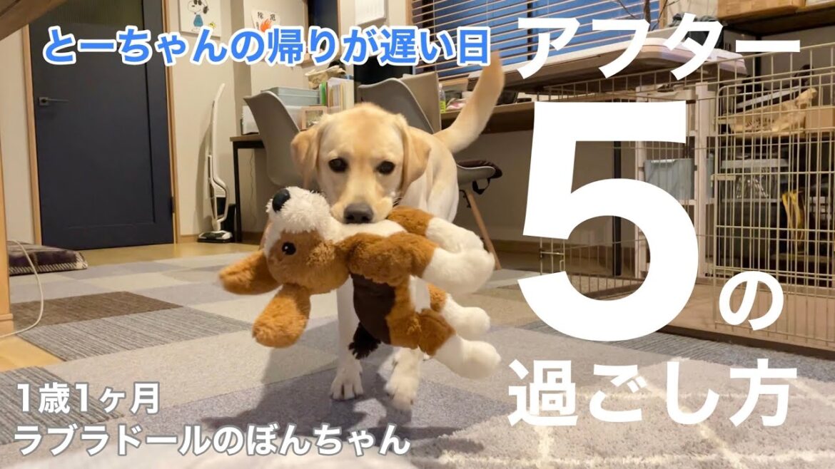 【ラブラドール#55】とーちゃんの帰りが遅い日のアフター5の過ごし方！　ラブラドールレトリバー　labrador retriever 大型犬  日常　癒し　子犬　パピー　ルーティン　routine
