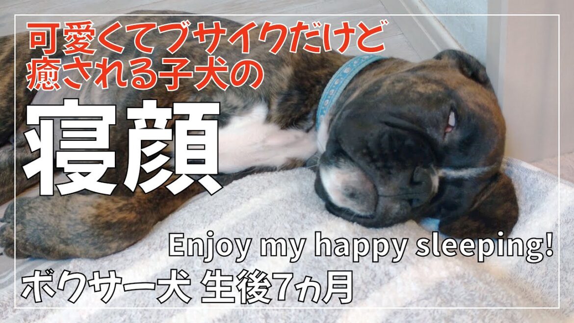 ボクサー犬 子犬の幸せそうな寝顔を堪能する動画生後3か月から7か月までの可愛くてブサイクな顔で癒されます