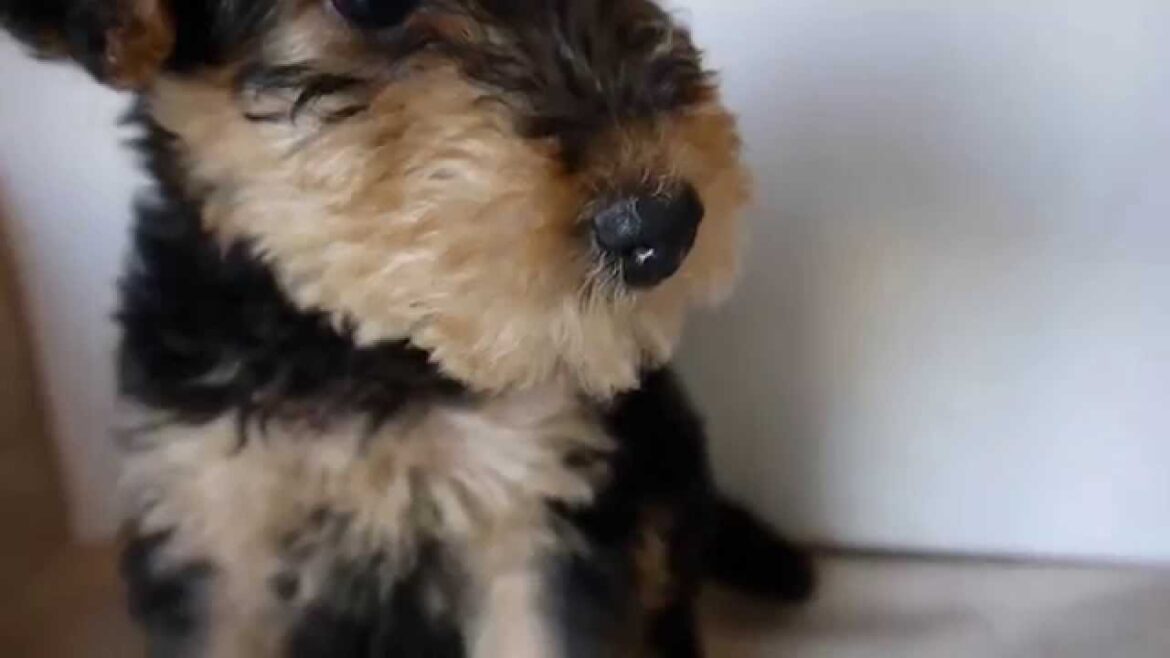 エアデールテリアの子犬生後56日目東京ブリーダー