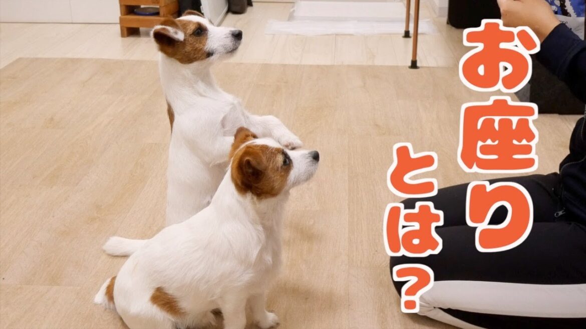 お座りを覚え間違った子犬/ジャックラッセルテリア/多頭飼い
