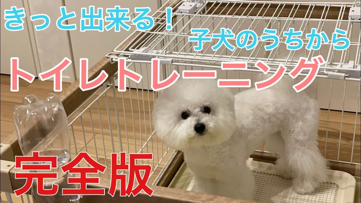 子犬のトイレトレーニング！要点を5つにまとめてみました。しつけ、お悩み解決【ビションフリーゼ】