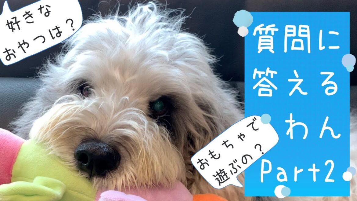 しつもんにこたえるワン🐶  Part.2 お犬様はどのおやつが好き？💓💓
