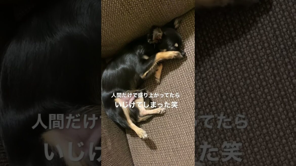 かわいい犬|ロングコートチワワのウルくん【人間だけで盛り上がってたらいじけてしまったチワワくん】