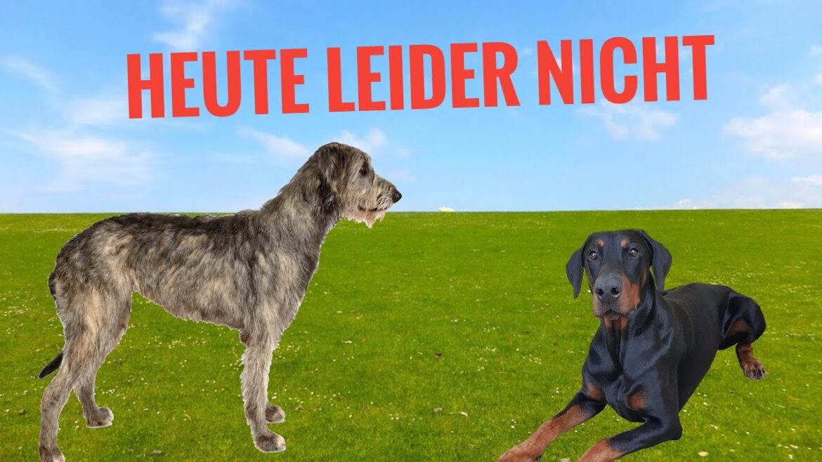 Heute leider nicht! Dobermann Jeff Heute leider nicht! Dobermann Jeff
