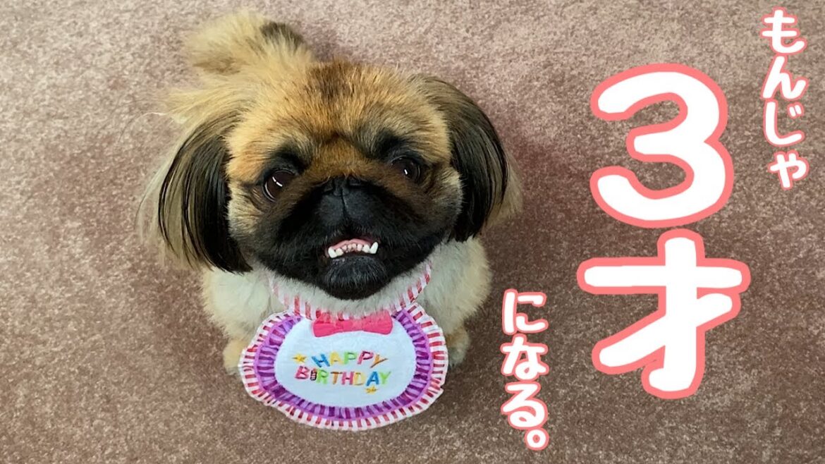 【ペキニーズ】もんじゃ３才になる。～今年のプレゼントはこれだ！～