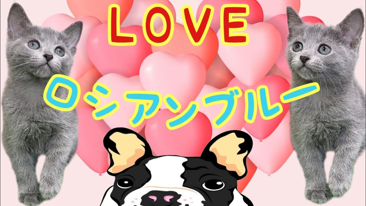 ロシアンブルー・子猫【鶴見元宮店】