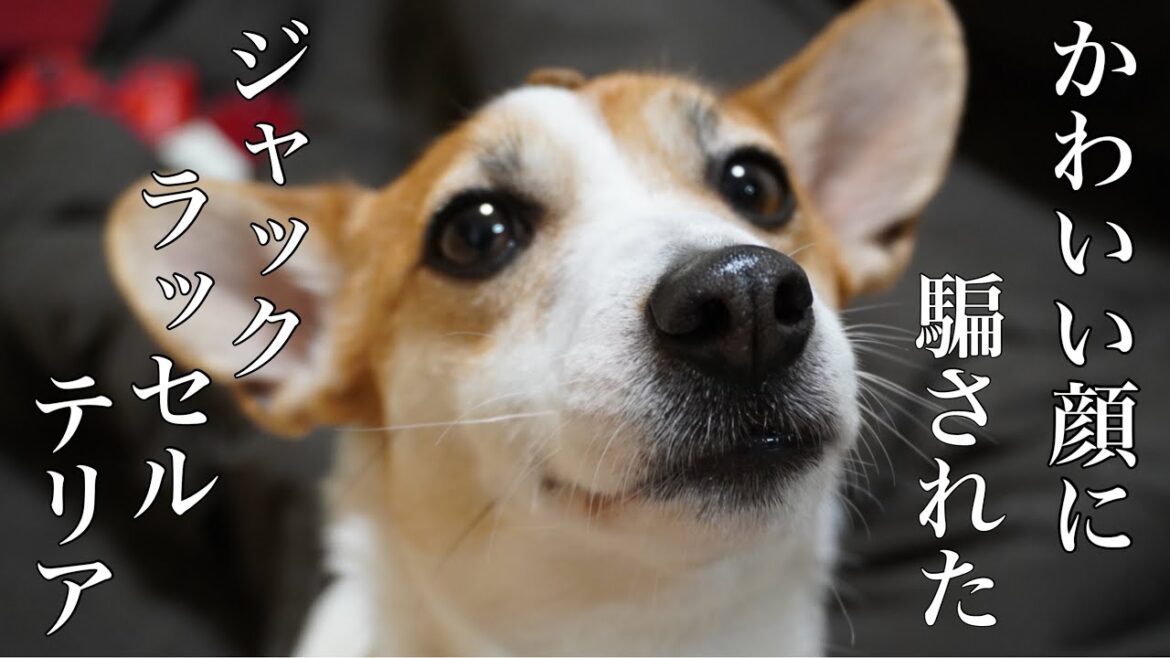 ブラッシング後にとんでもない鳴き声をあげて遊ぶ犬【ジャックラッセルテリアのミラ】　Mira Jack Russell Terrier