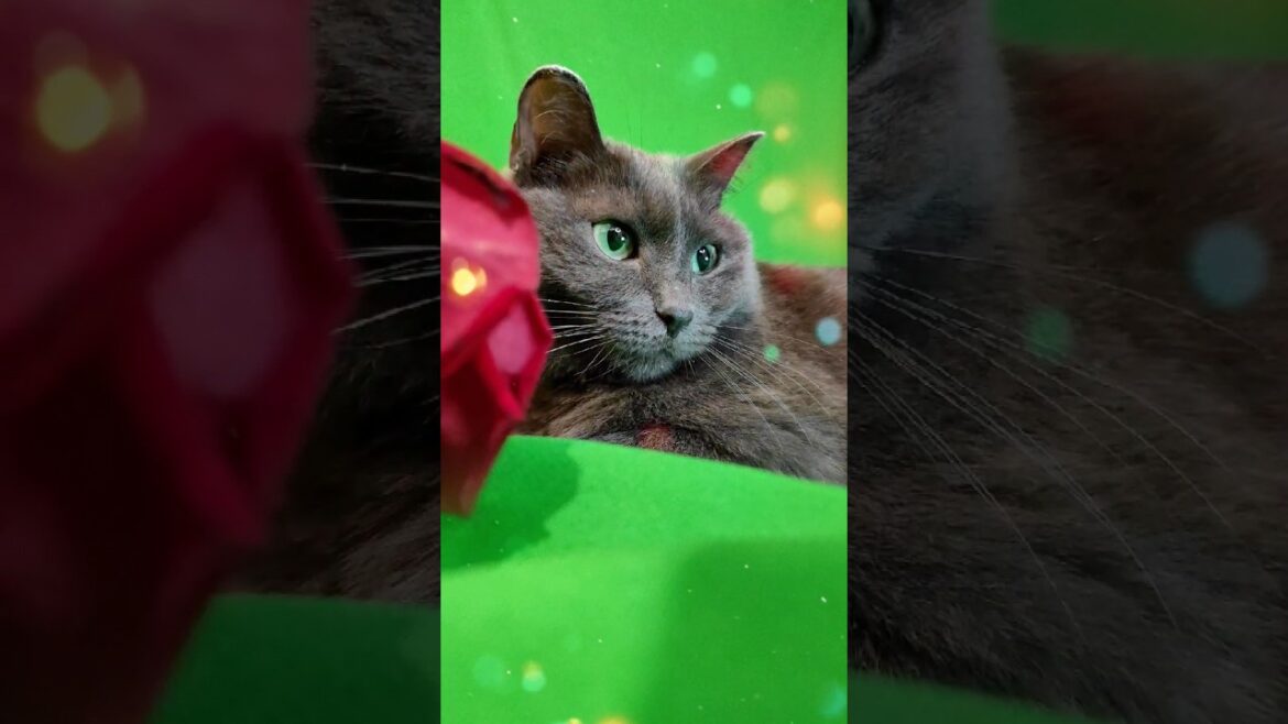 BEAUTIFUL KORAT