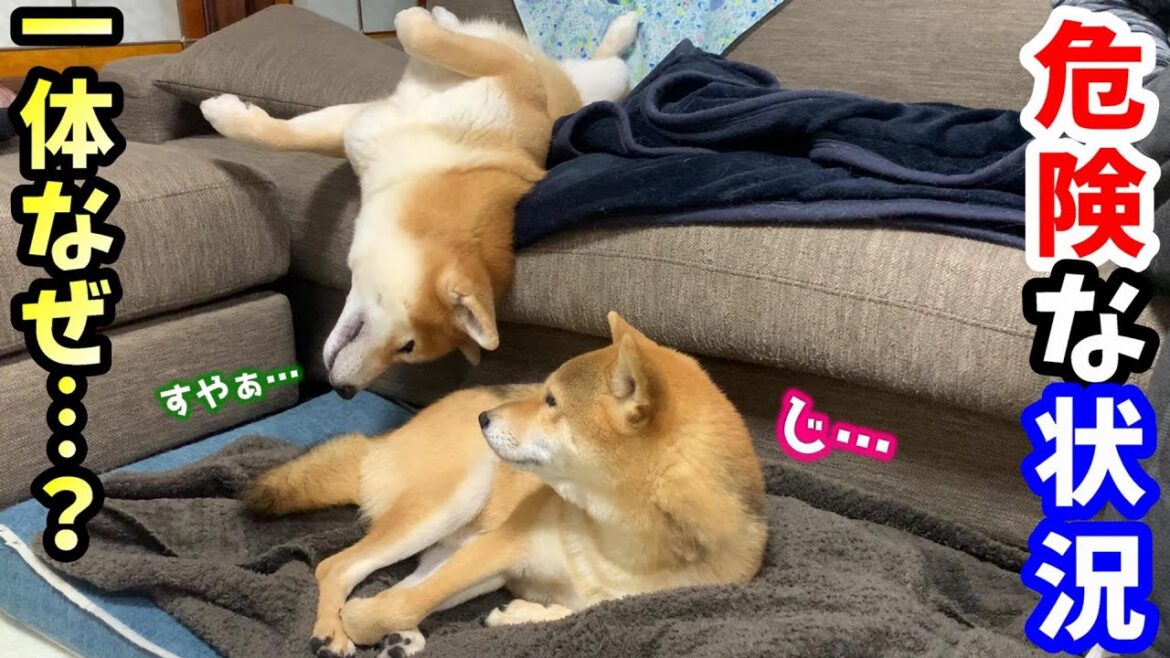 迷惑掛けるかもしれないが兄の傍で寝たい柴犬！果してその後どうなった…⁉