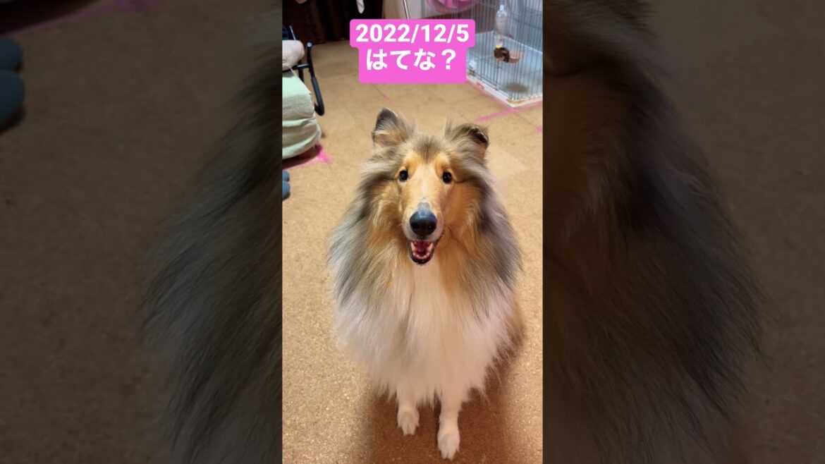 2022/12/5 はてな？