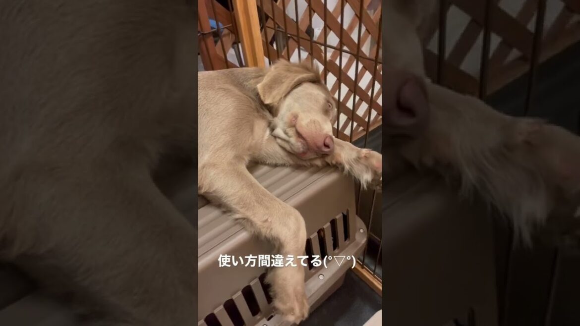 寝る場所違くない！？使い方を間違えるワイマラナーの子犬#shorts