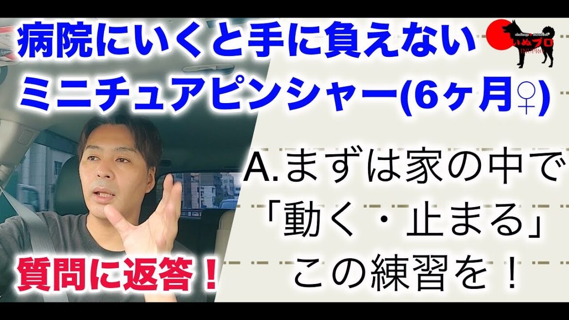 【質問に返答】落ち着きのないミニチュアピンシャー(6ヶ月♀)「病院にいくと大変で手に負えないのですが、どうしたらいいですか？」PSDドッグサポートセンター　いぬプロ　inupro　犬プロ　犬のしつけ