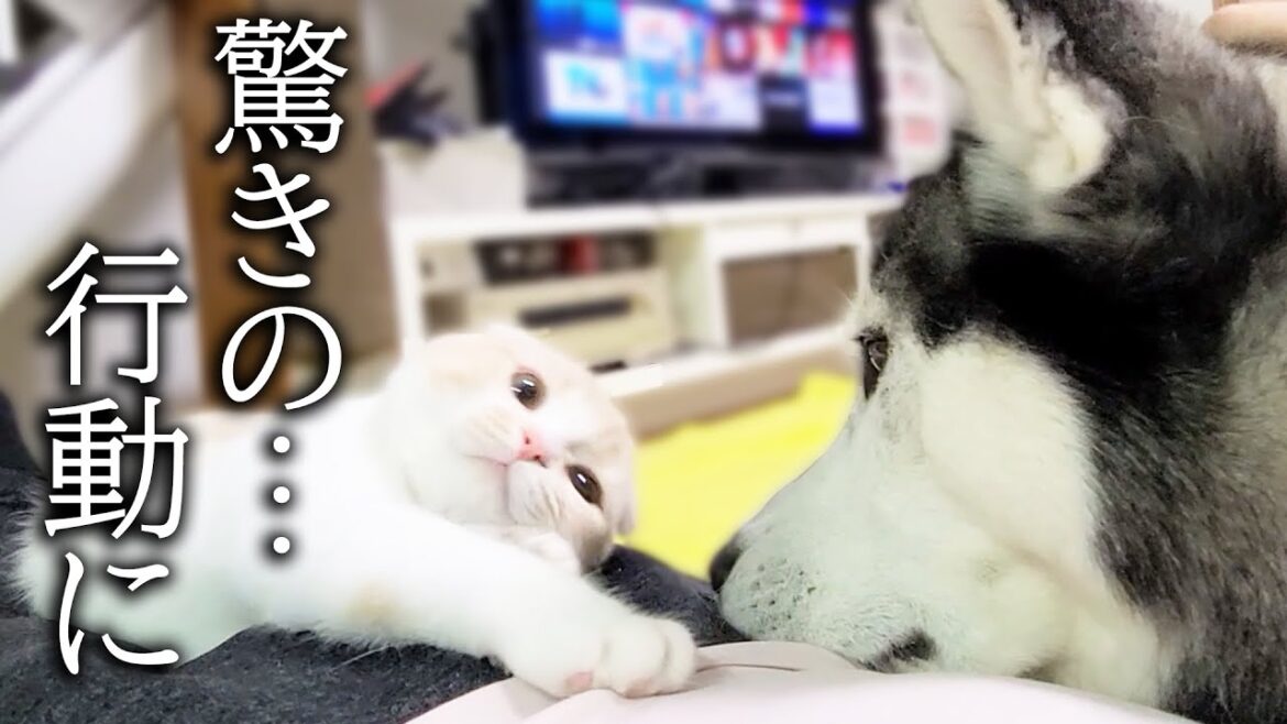 ハスキー犬を撫でて可愛がったら嫉妬した猫の行動に驚きました...