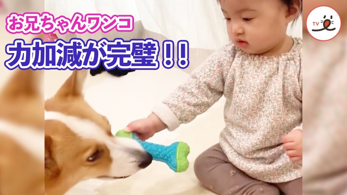 わざと負けてあげるワンコの優しさ！