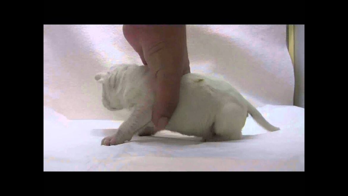 ミニチュアブルテリアの子犬09