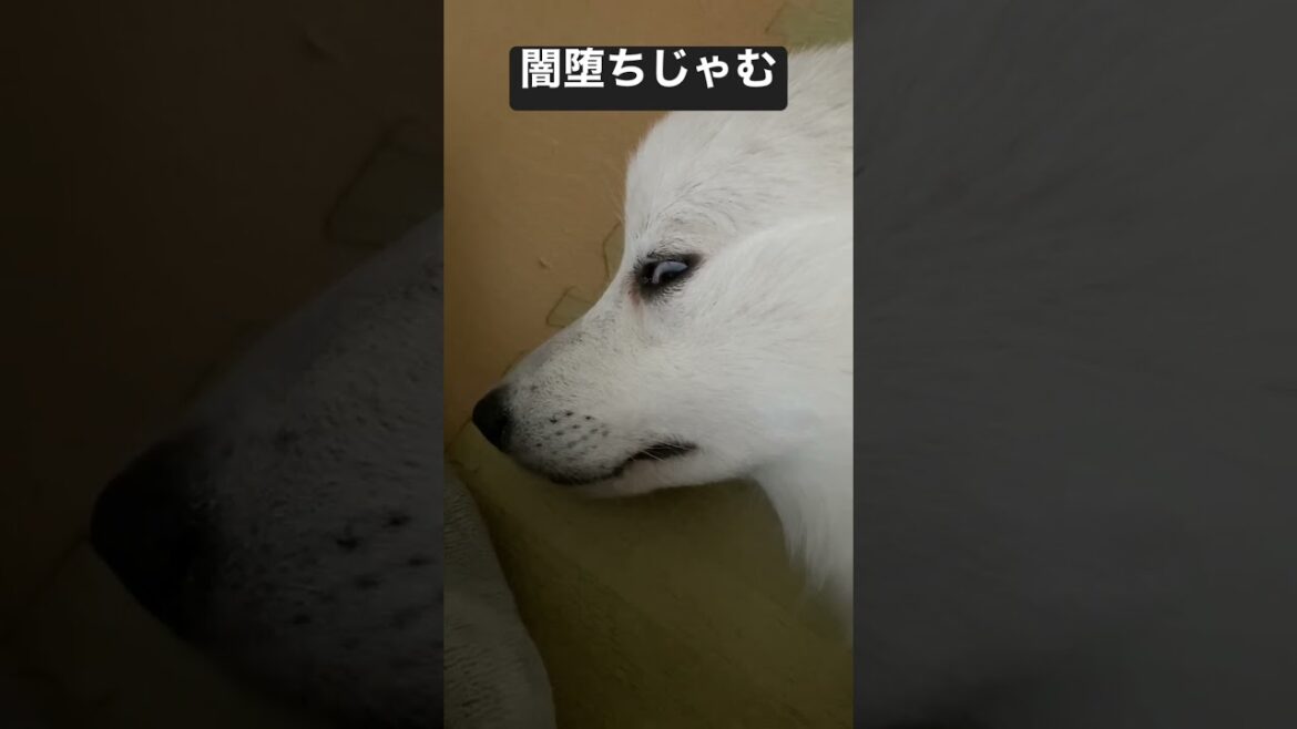 闇に堕ちかけた犬【日本スピッツじゃむの裏の顔】