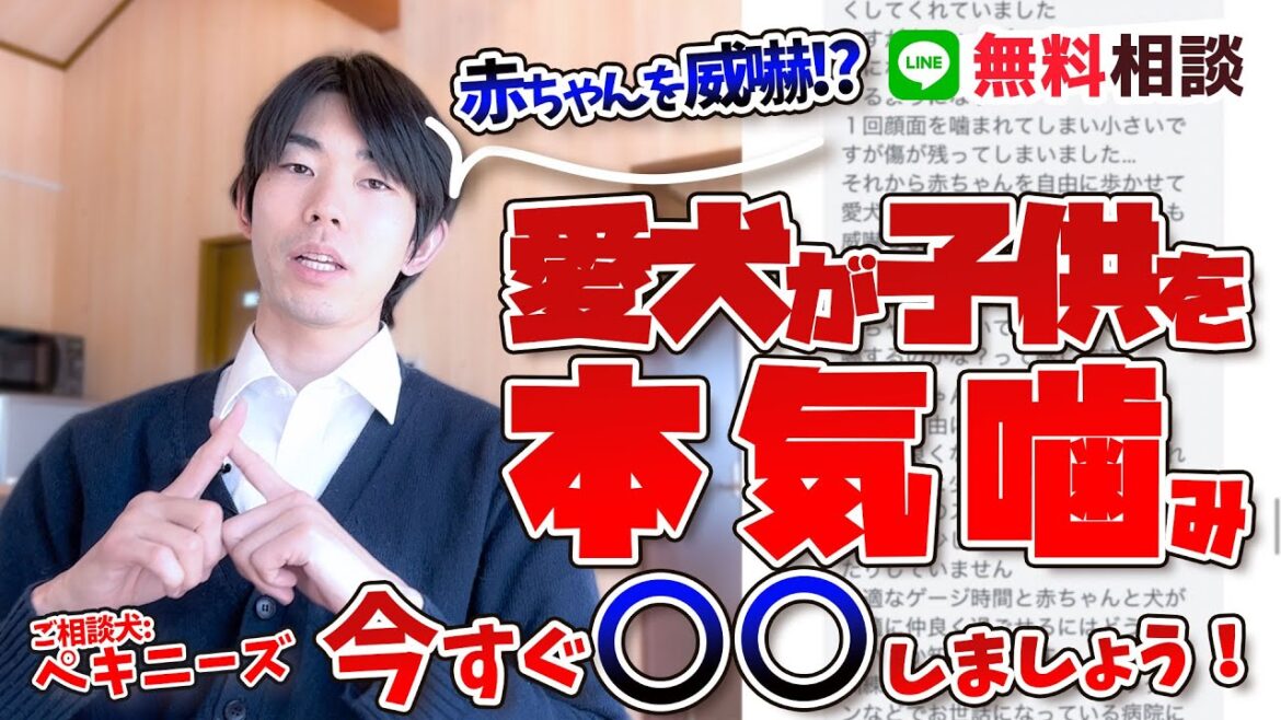 【ペキニーズ】愛犬が赤ちゃんを本気噛み！威嚇が止まらないのは〇〇が原因かも！