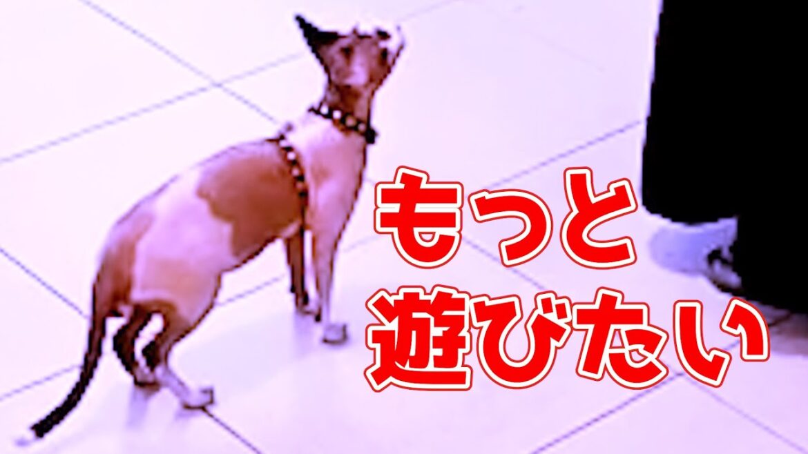 153:目が回りながらも遊び続けるスフィンクス猫