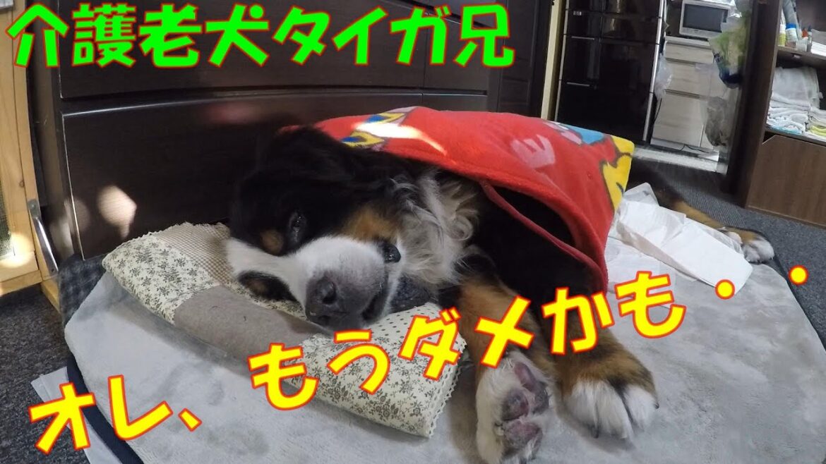 突然、介護老犬のタイガ兄が身体を起こせなくなりましたが・・/バーニーズマウンテンドッグ