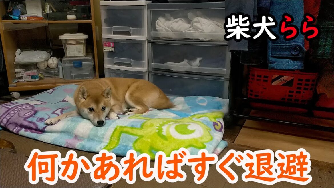 何かあればすぐ退避