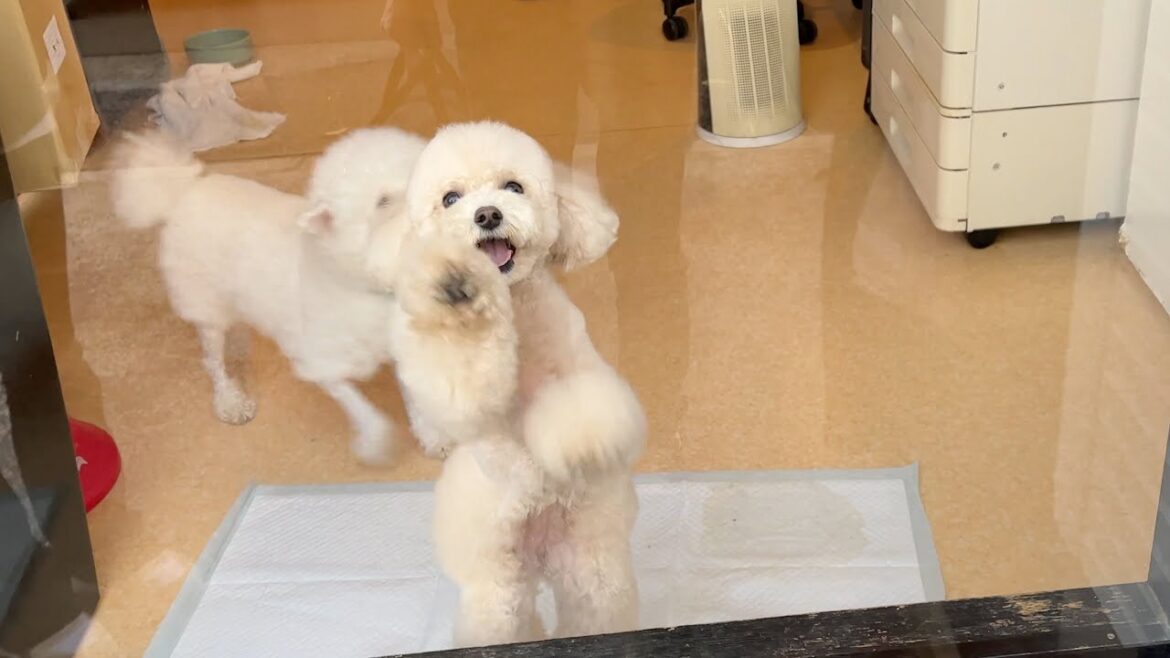 窓越しにお迎えに来たパパママを見つけて愛犬がテンションMAXになりました！